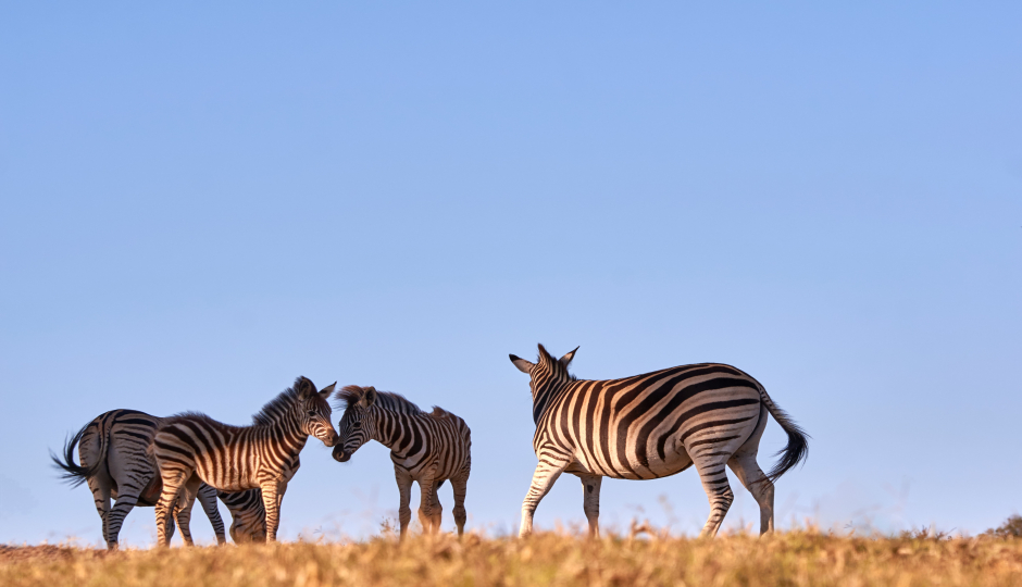 4 Days Tanzania Mid-range Safari 