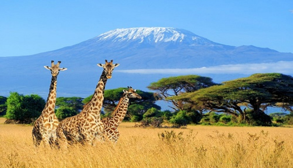 Best 10 Days Serengeti Kilimanjaro Hike