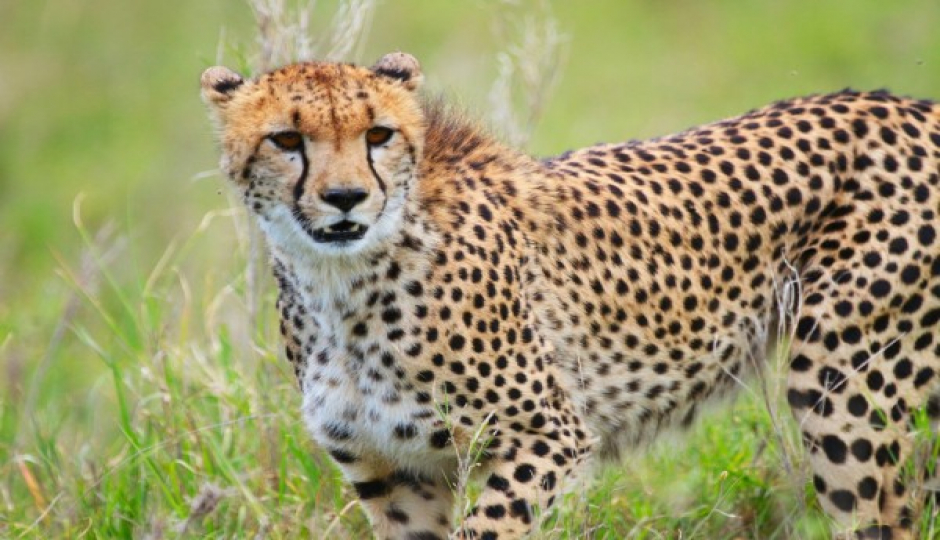 Tanzania Group Joining Safari Tour