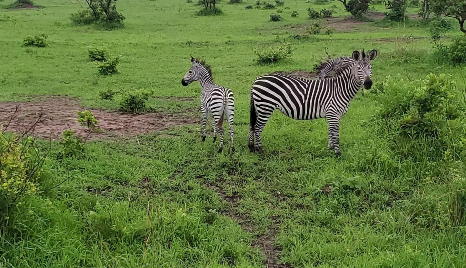 1-day Trip To Serengeti National Park