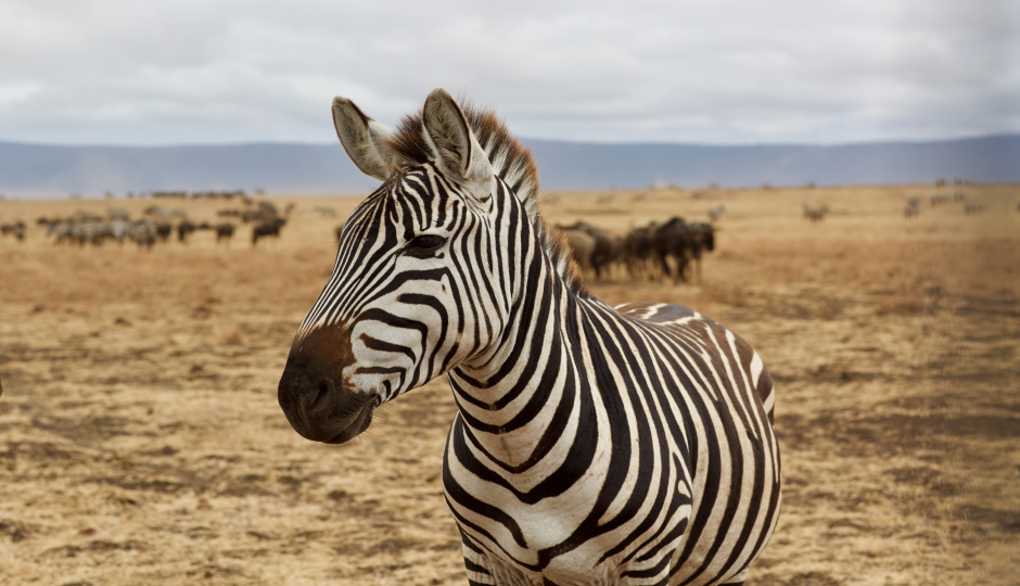  5 Days Tanzania Serengeti Migration 