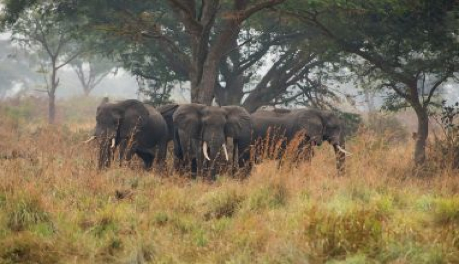 Slides Images for Queen Elizabeth & Kibale Forest Safari 