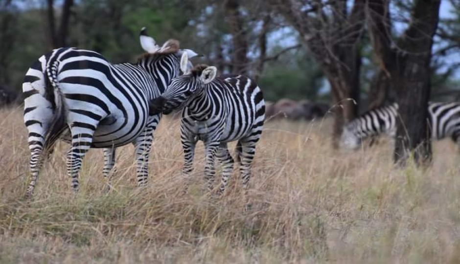 Slides Images for Kenya’s Big Five Adventure: Samburu To Aberdares