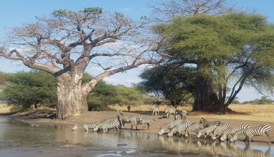 Slides Images for Six Days Memorable Tanzania Safari