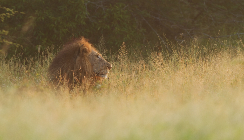 5 Days Calving Season Serengeti January