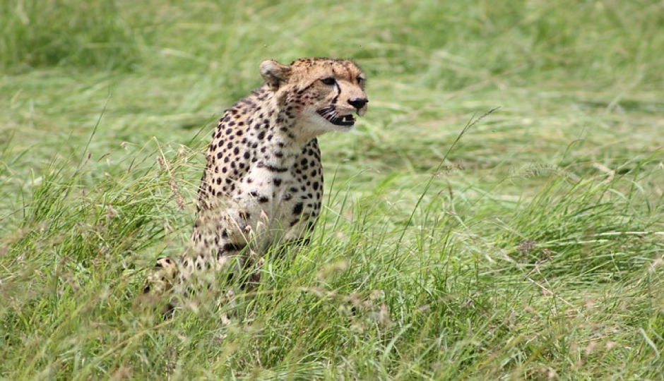  4 Days Serengeti Calvin season safari