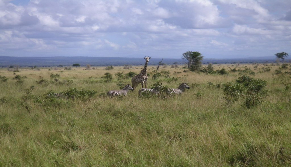 Slides Images for 5 Days Ruaha National Park