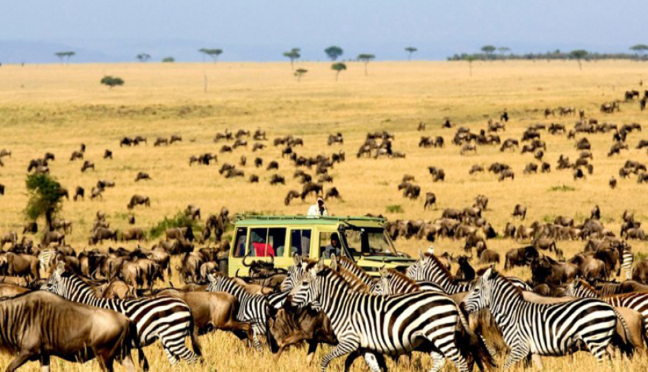 2 Days Sharing (joining) Tanzania Safari