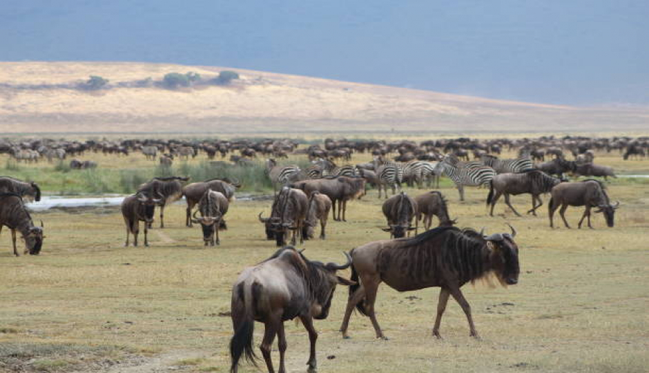 Slides Images for Experience The Beauty Of The Wild 