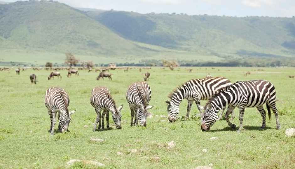 Tanzania lodge Safari