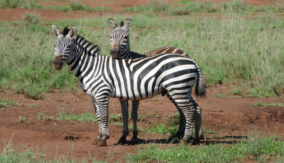 Slides Images for 7-day Serengeti Wildebeest Migration Safari