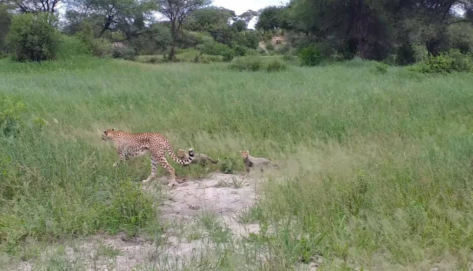 Slides Images for 7 Days Luxury Lodge Safari 