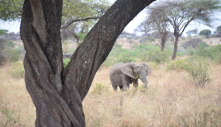 Tarangire National Park Day Trip