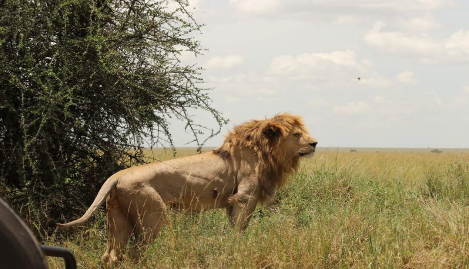 Slides Images for Lake Manyara, Ngorongoro & Tarangire National Park