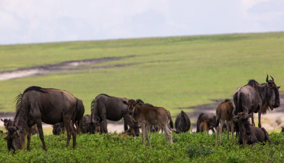 Slides Images for 3 Days Tanzania Luxury Safari