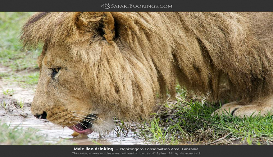 Ngorongoro Day Trip