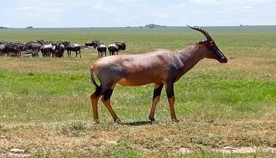 Slides Images for Explore Masai Mara, Nakuru & Aberdares In 5 Days