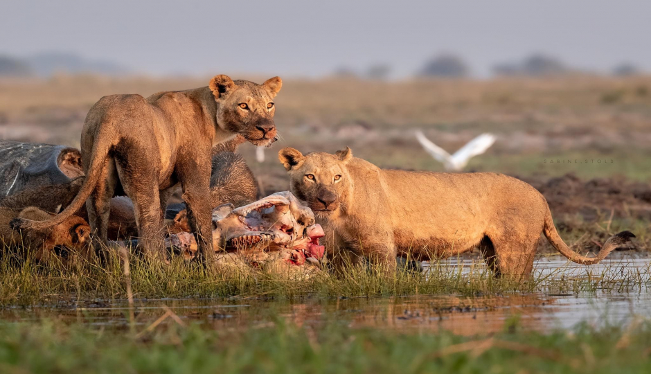  5 Days Manyara Ngorongoro Serengeti