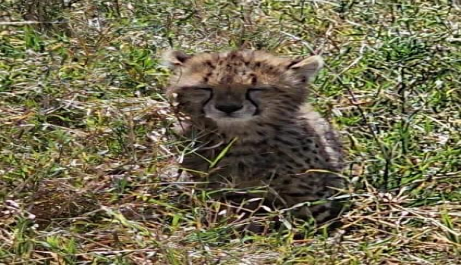 Slides Images for 3 Days From Zanzibar - Serengeti And Ngorongoro