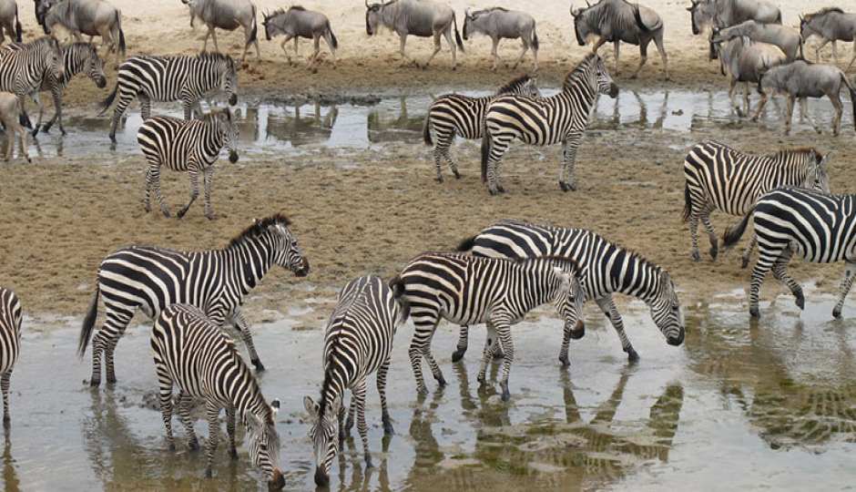  Ngorongoro, Serengeti & Lake Manyara