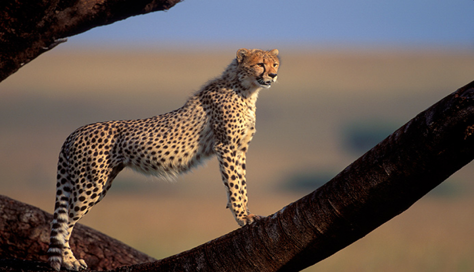 Tsavo National Park Adventure