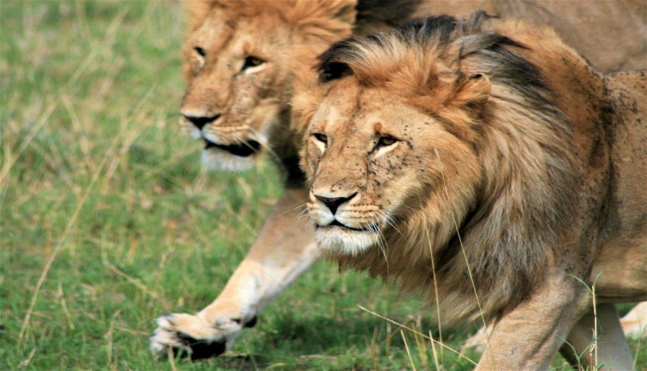 4 Days Tanzania Private Safari