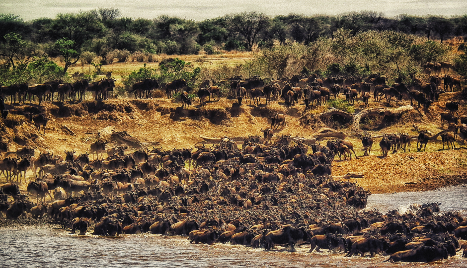 6 Days Tanzania Serengeti Migration