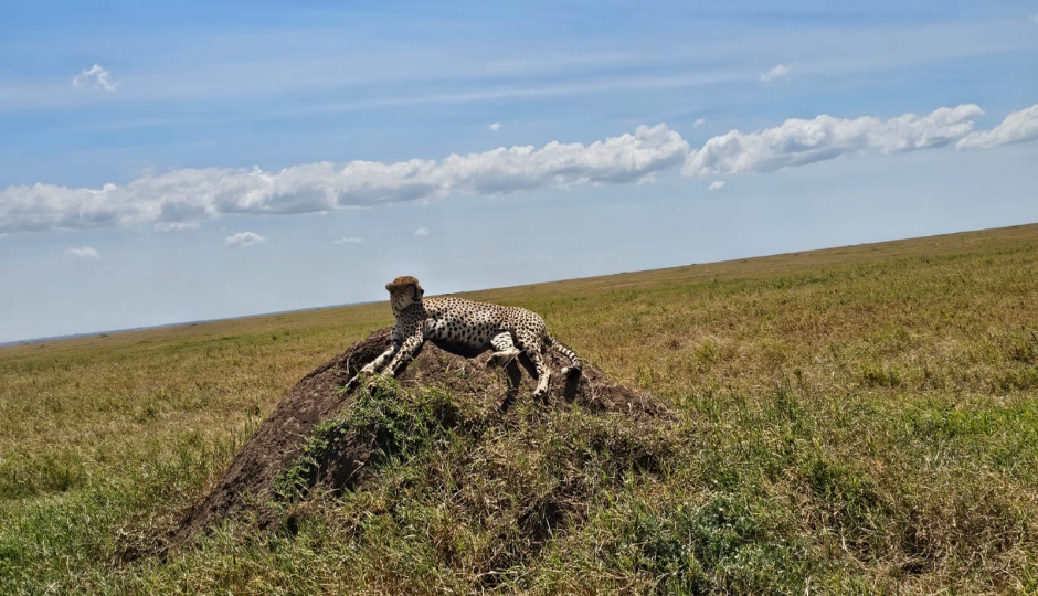 3 Days From Zanzibar - Serengeti And Ngorongoro